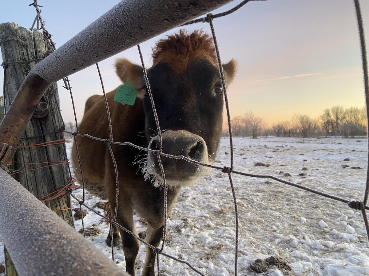 jersey milk cow in winter time
