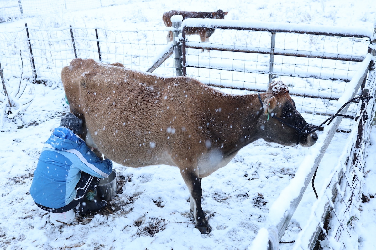 milking a cow on a snowy winter day