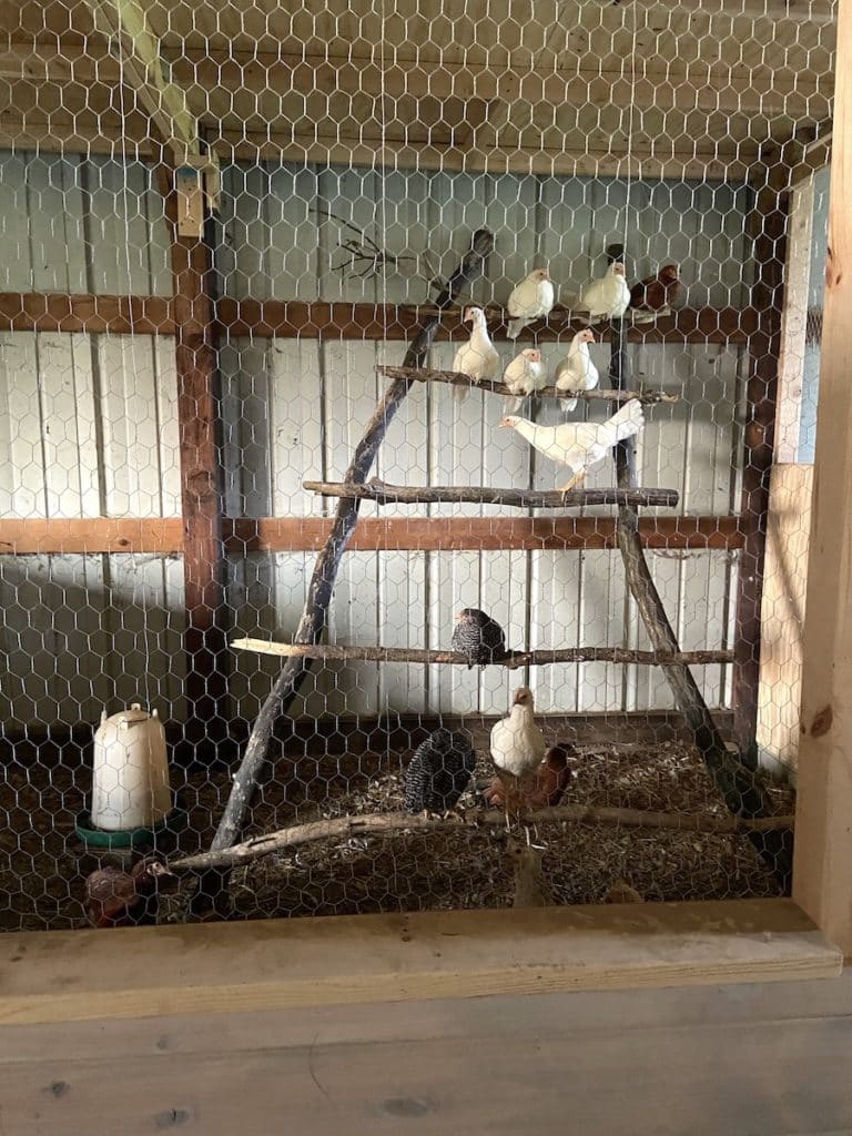 Chicken Roost Designs | Two Simple DIY Ladder Perch Ideas - From ...