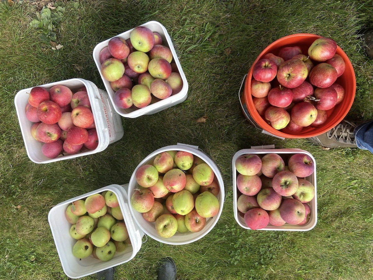 organic apples from homestead orchard