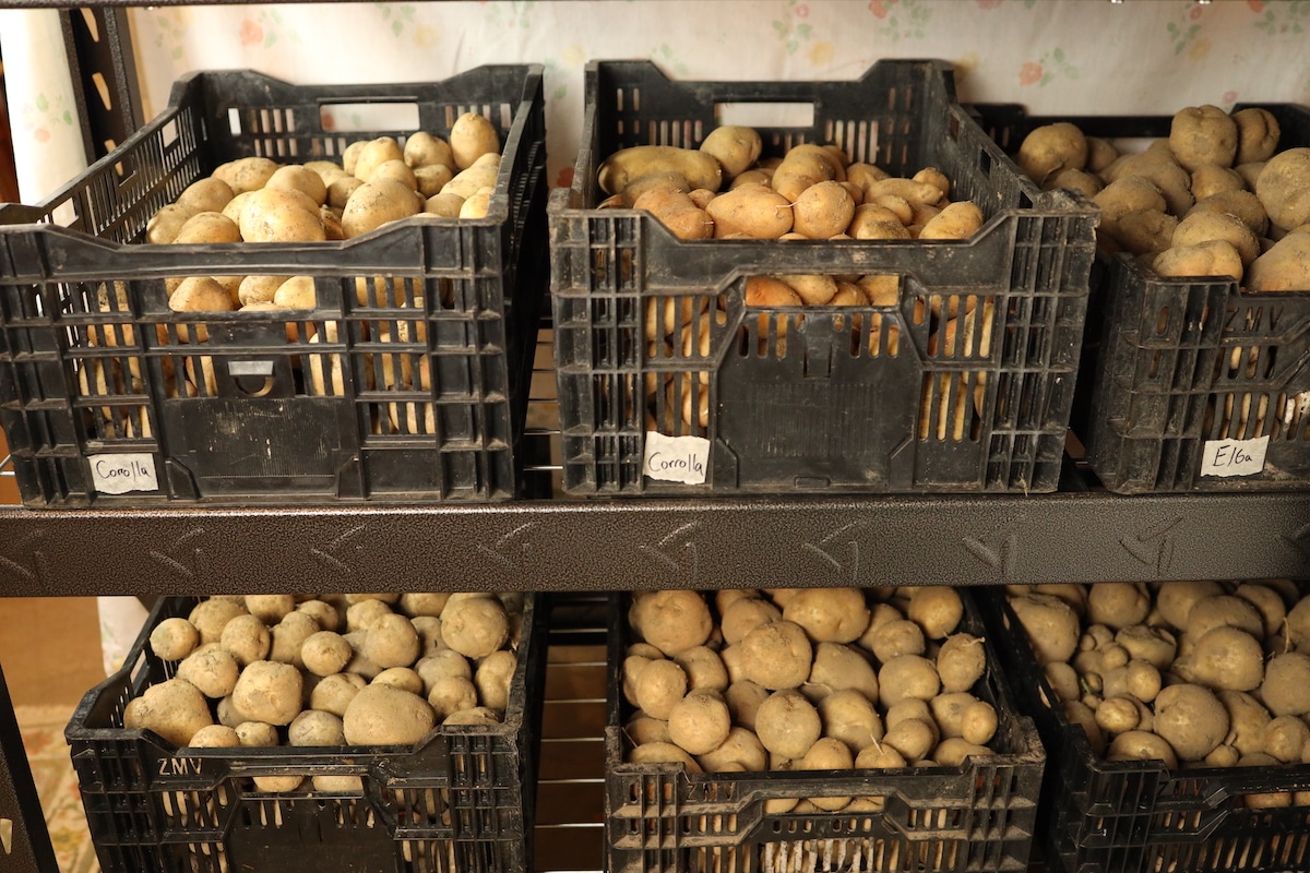 potato storage bins in basement