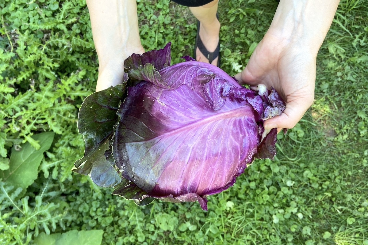 red cabbage from the garden