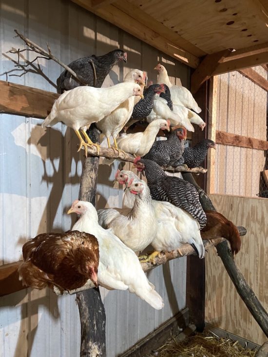 Chicken Roost Designs | Two Simple DIY Ladder Perch Ideas - From ...