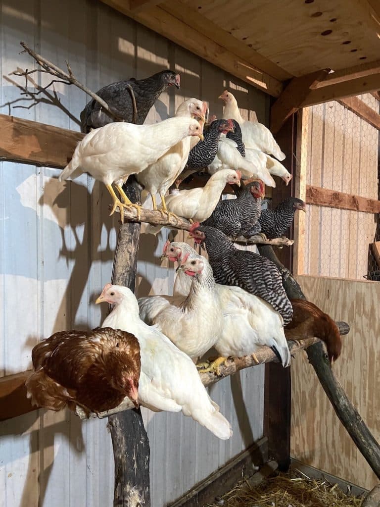 Chicken Roost Designs Two Simple DIY Ladder Perch Ideas From