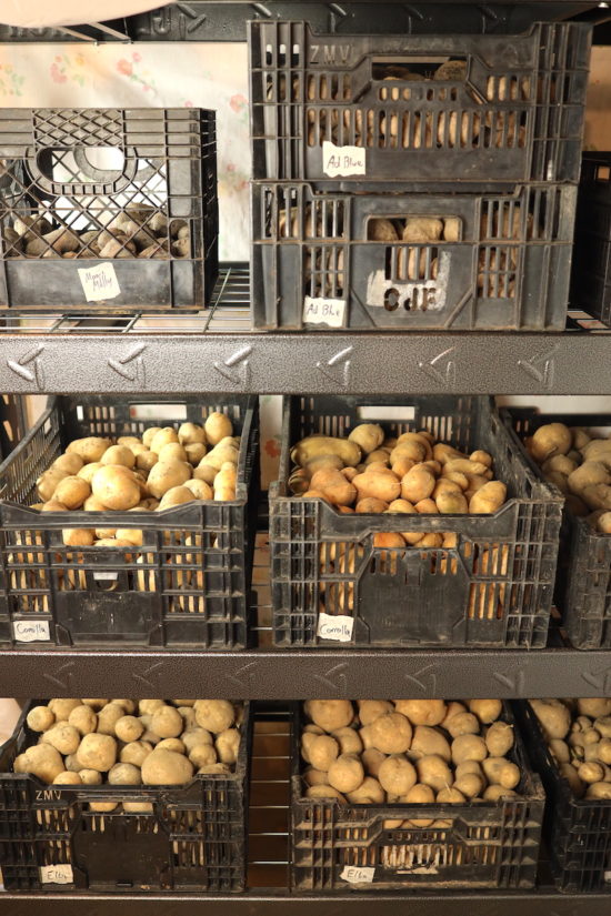 How To Store Potatoes From The Garden Long Term From Scratch Farmstead   Storing Poatoes Long Term In Basement 550x825 