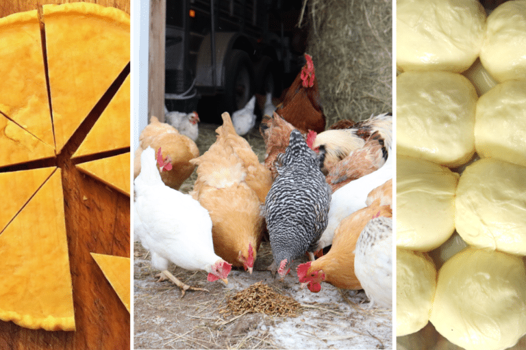 Can Chickens Eat Cheese? | How To Nourish Your Backyard Flock!