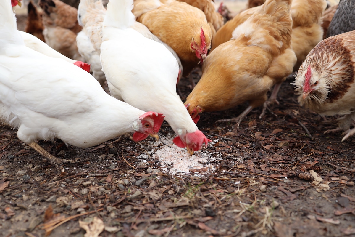 chickens eating eggshell powder