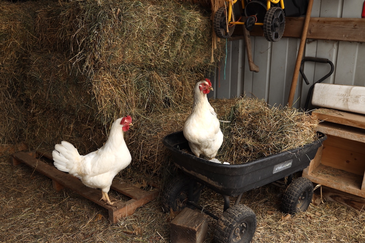 chickens eating hay in the barn