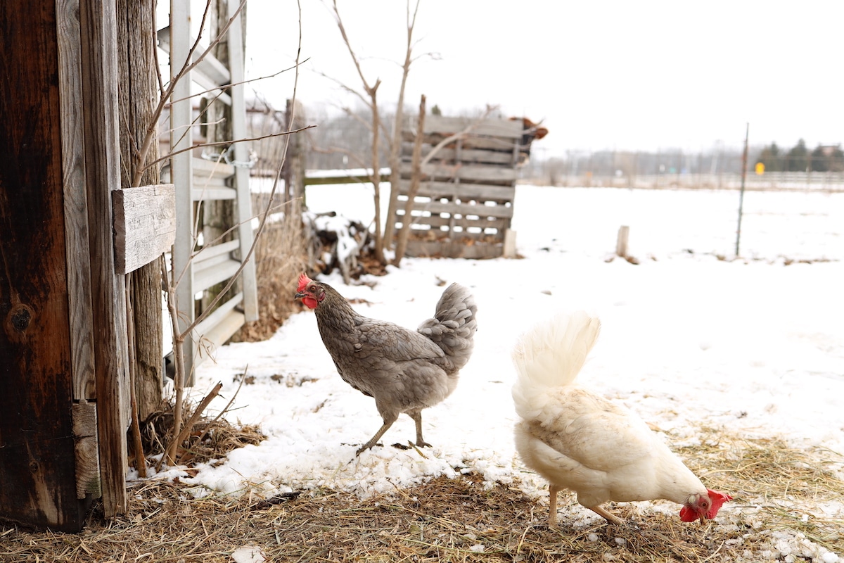 chickens foraging in the snow