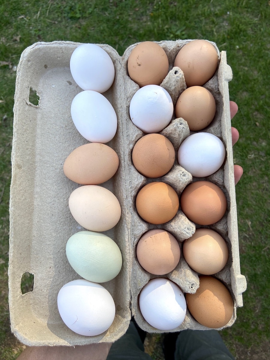 fresh eggs from backyard chickens