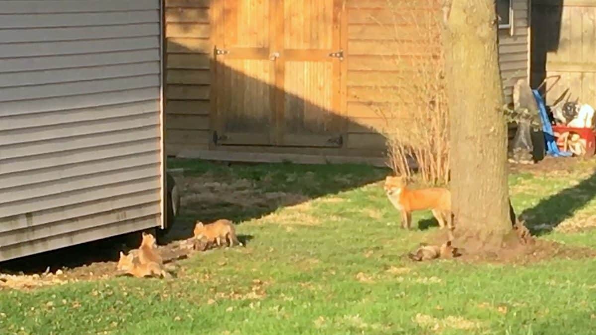 When foxes moved next door to our free ranging chickens