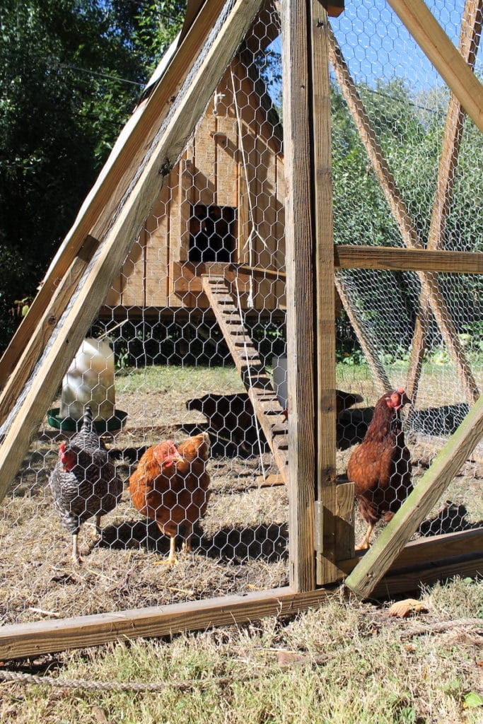 Custom AFrame Chicken Tractor For (Almost) Free From Scratch Farmstead