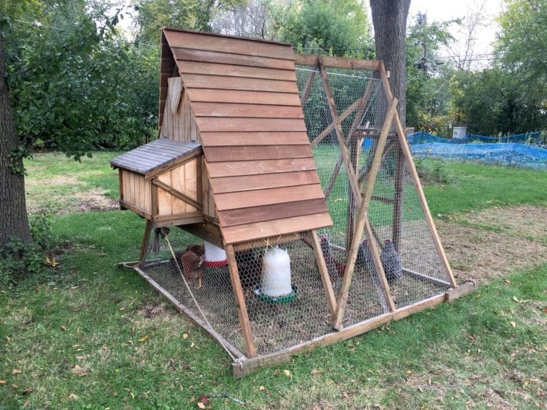 Custom A-Frame Chicken Tractor For (Almost) Free