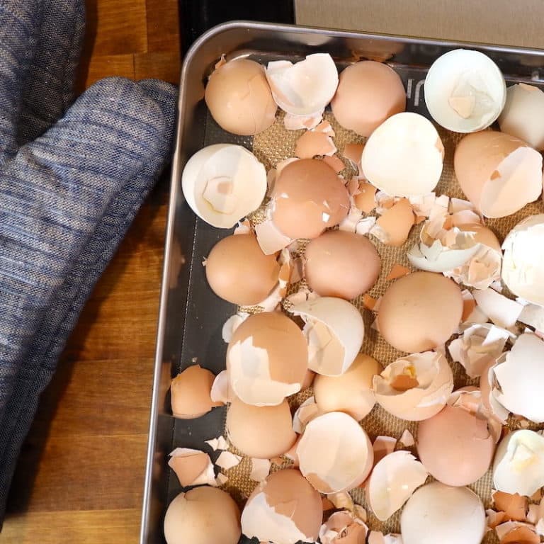 Feeding Chickens Egg Shells (Why, When, & How) From Scratch Farmstead