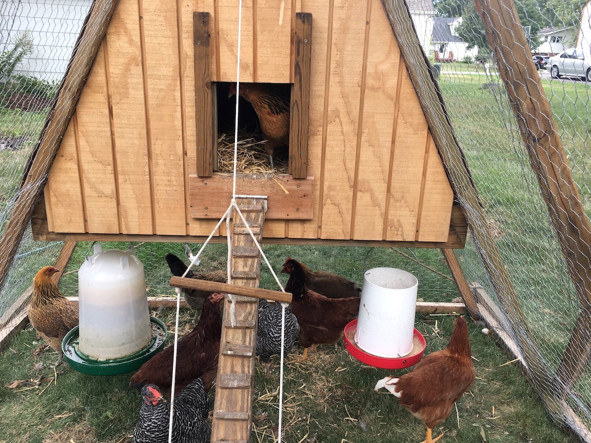 feeder and waterer in a frame chicken tractor
