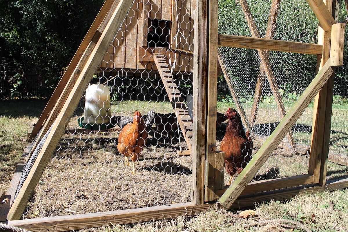 free ranging chickens in a frame chicken tractor