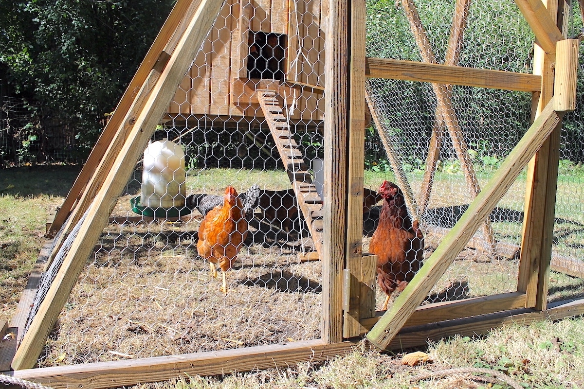 how we made our predator proof chicken coop
