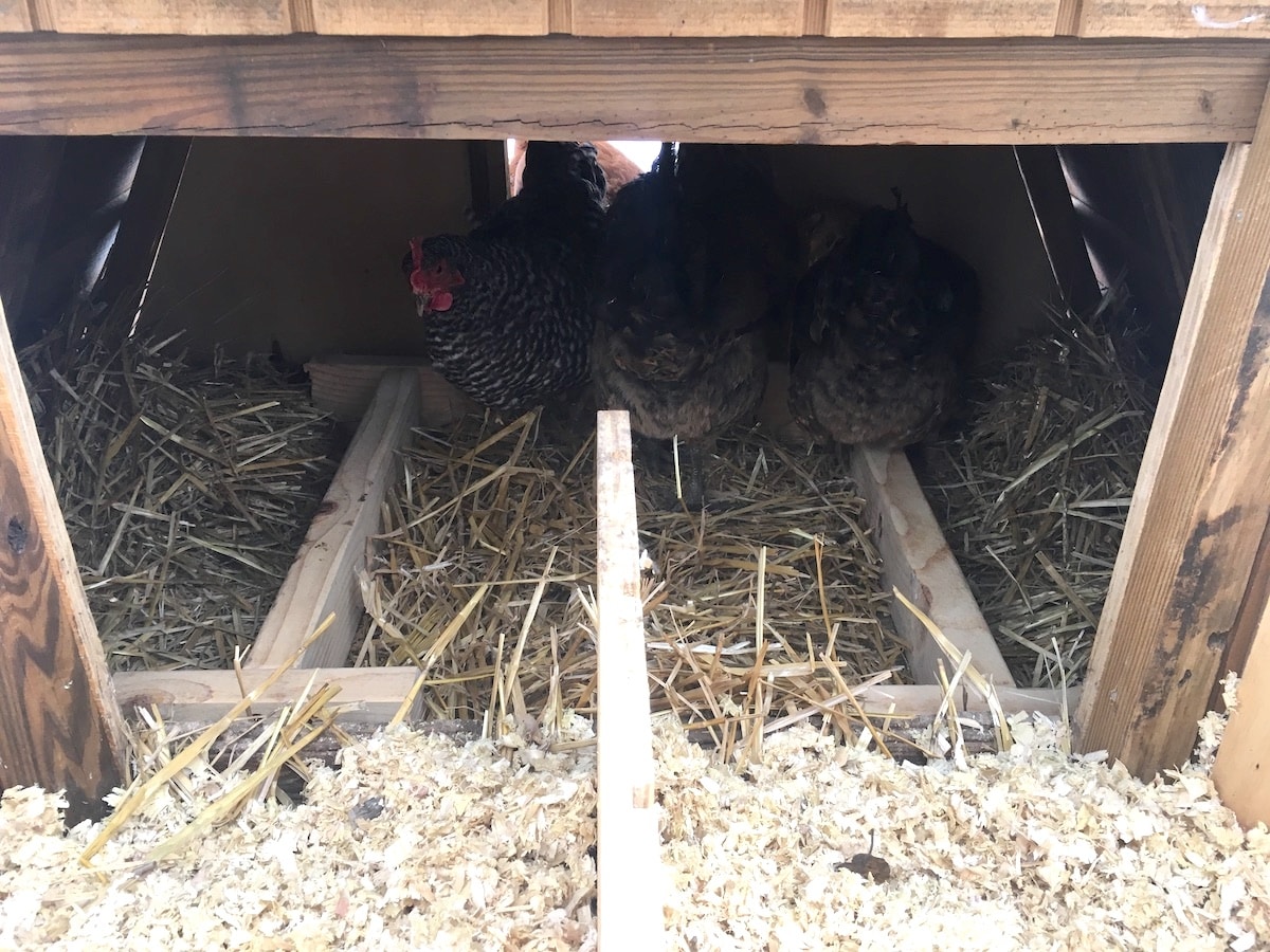 moveable roosts in chicken coop