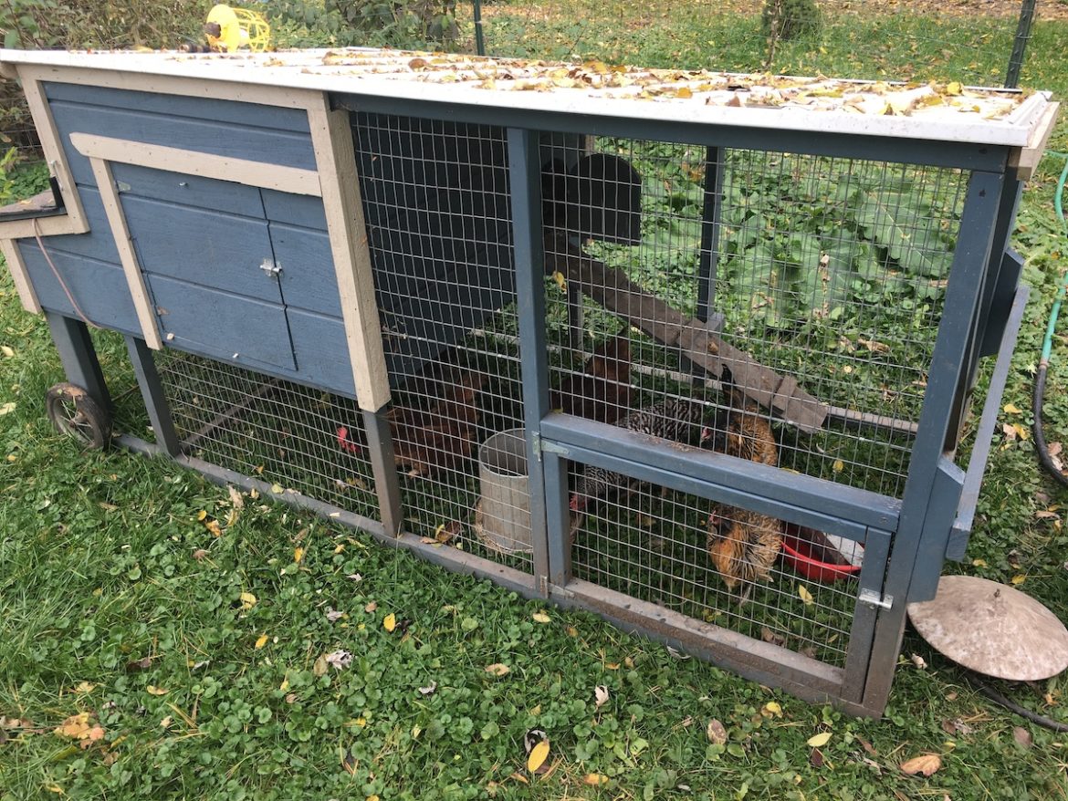 Custom A-Frame Chicken Tractor For (Almost) Free - From Scratch Farmstead