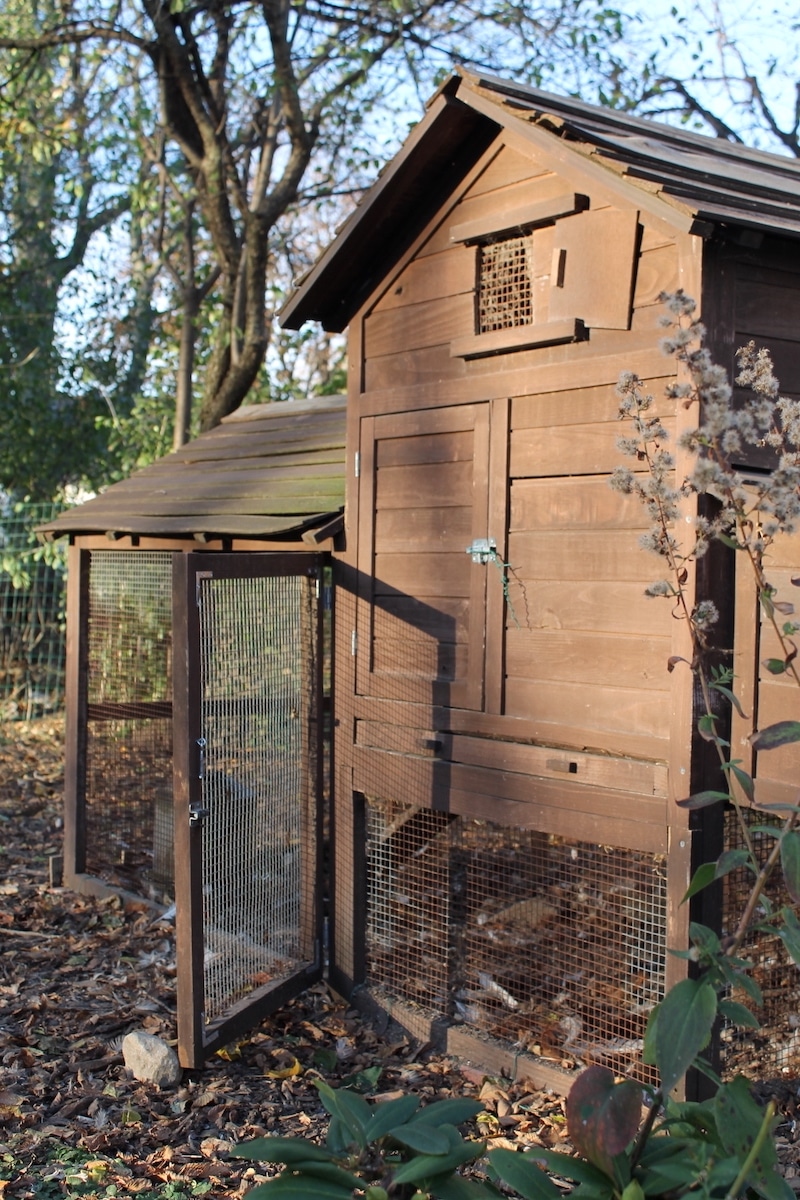 stationary backyard chicken coop with hardware cloth