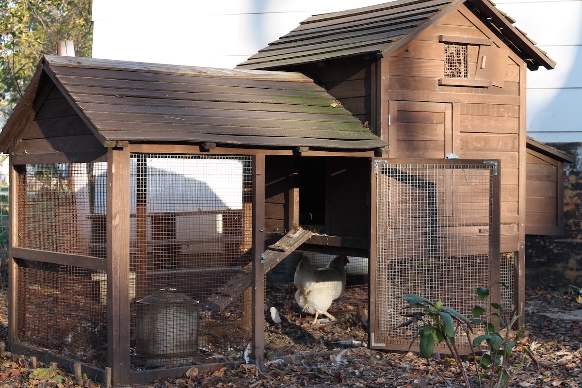 stationary backyard chicken coop