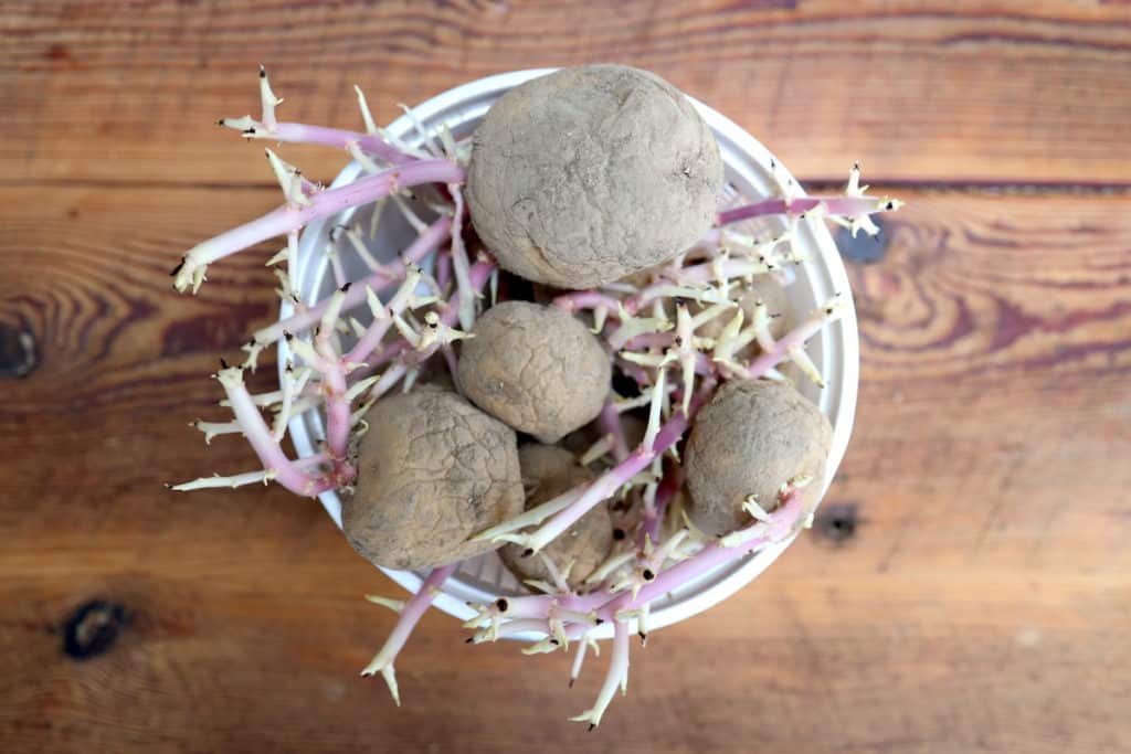 How To Use Soft Potatoes From The Garden + Recipes! From Scratch