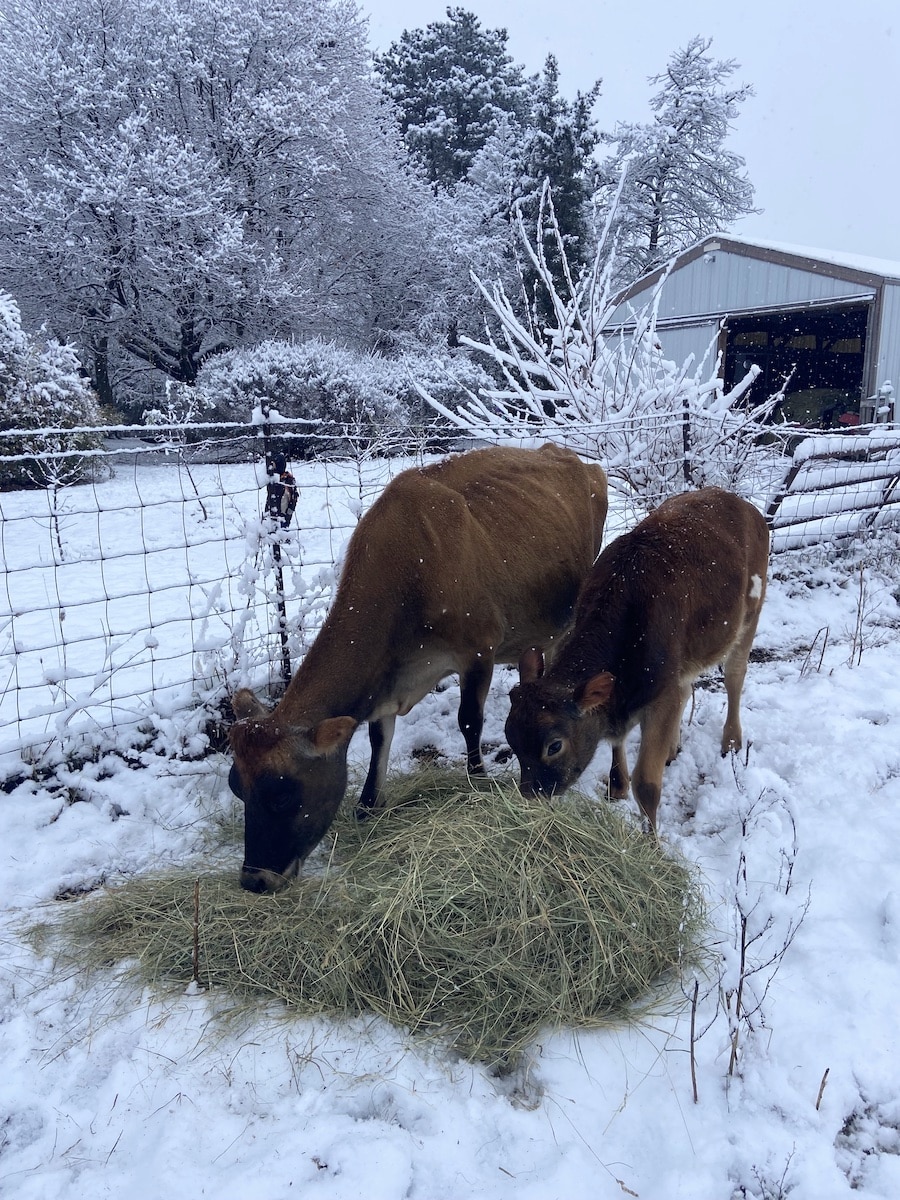 cows eating hay from round bale in snow