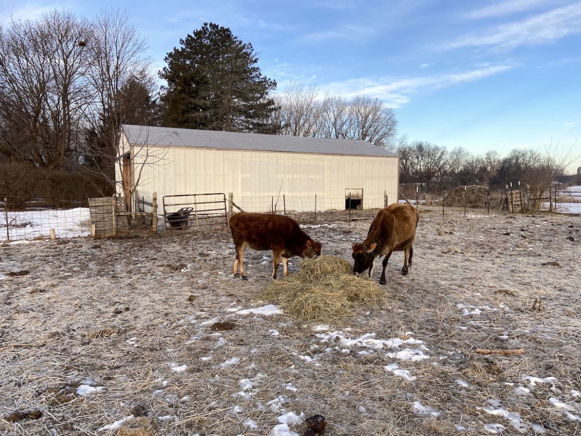How To Feed Round Hay Bales By Hand From Scratch Farmstead