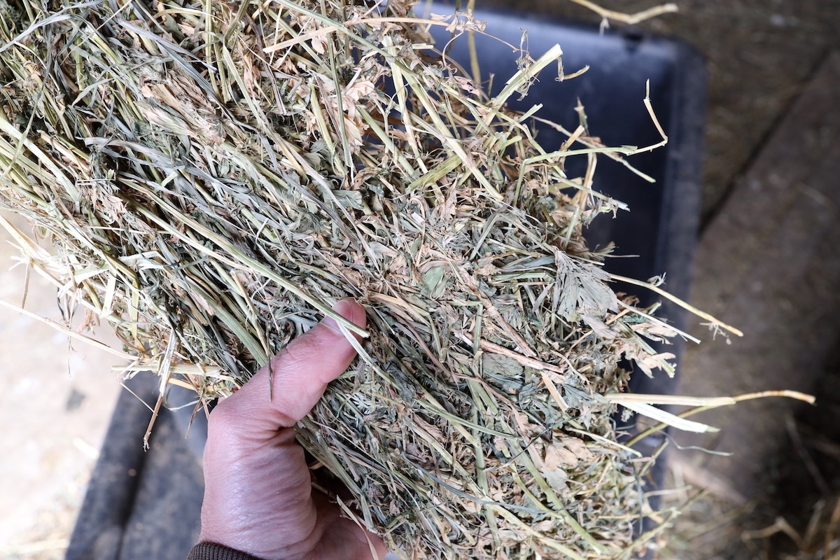 high quality alfalfa hay mixture
