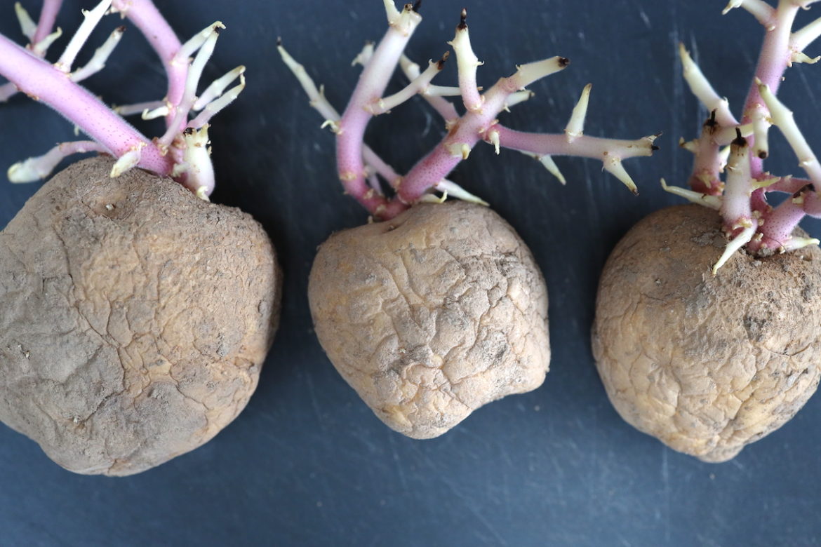 Planting Potatoes With Long Sprouts Everything You Need To Know 