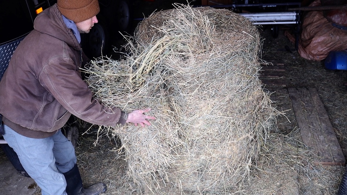 unrolling flake of hay from 4x5 round bale