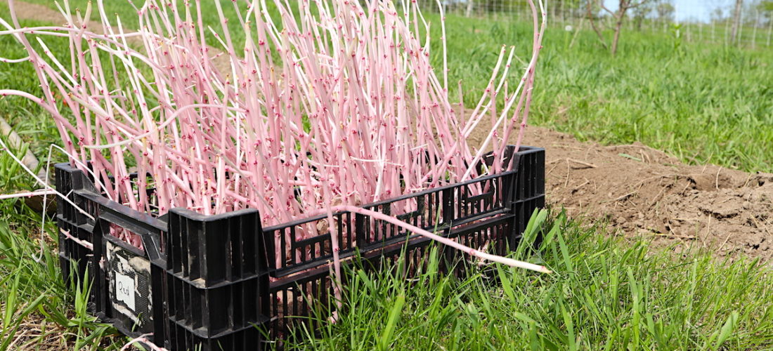 bin of seed potato with long sprouts
