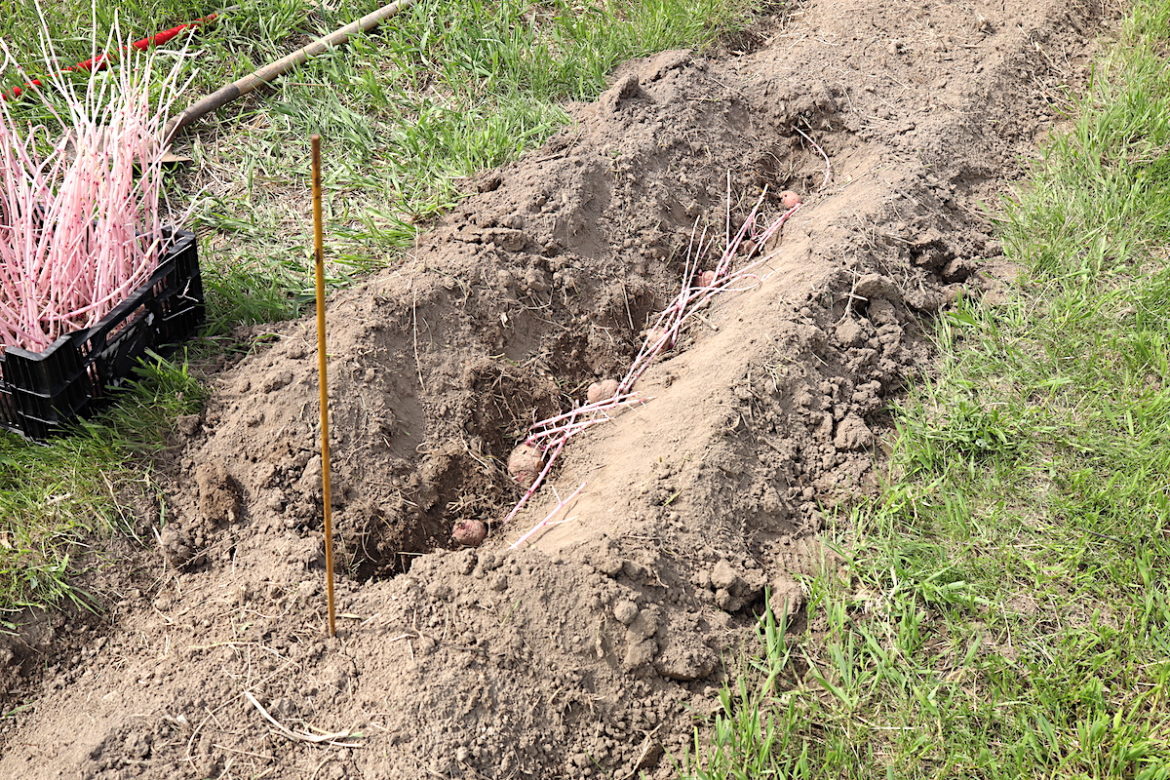 planting-potatoes-with-long-sprouts-everything-you-need-to-know