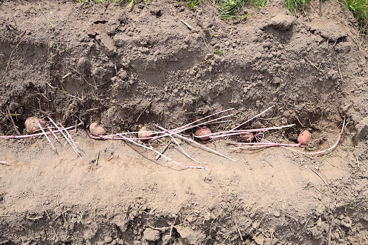 long sprout potatoes planted in trench