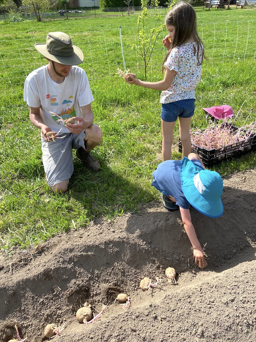 planting potatoes with kids