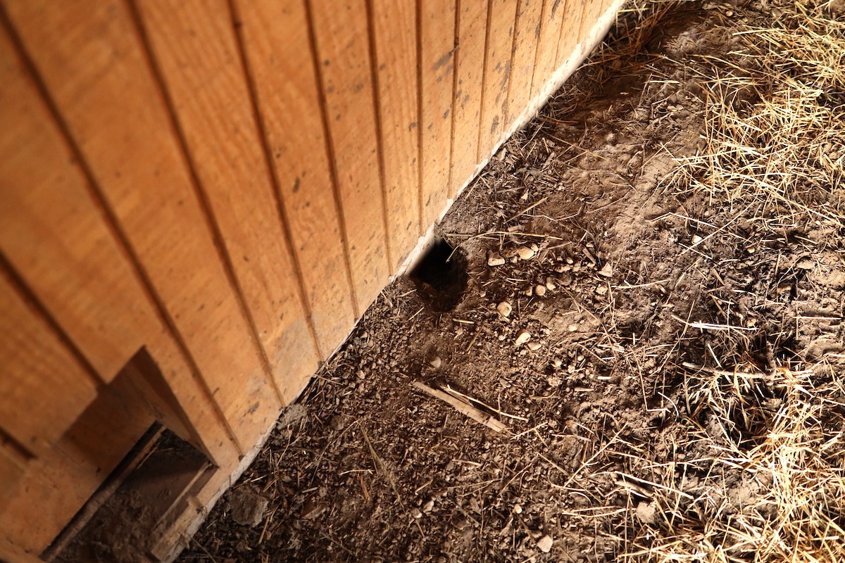 rat hole at base of chicken coop in barn
