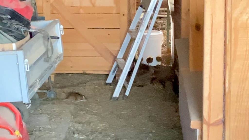 rats swarming baking soda trap in barn