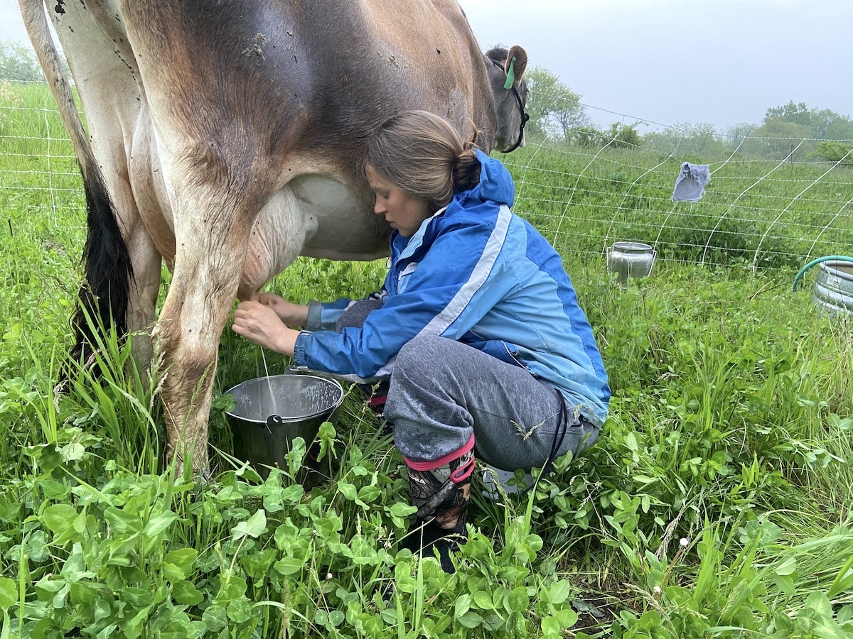milking cow in the rain in hisea boots