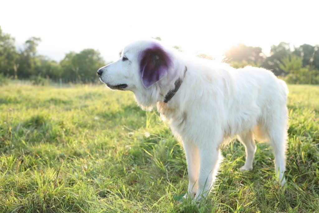 Maremma with Gentian Violet wound dressing on ears