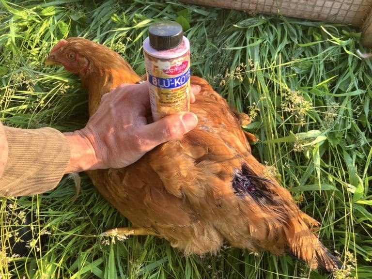 Blu Kote for Chickens – Save Your Chicken’s Life!