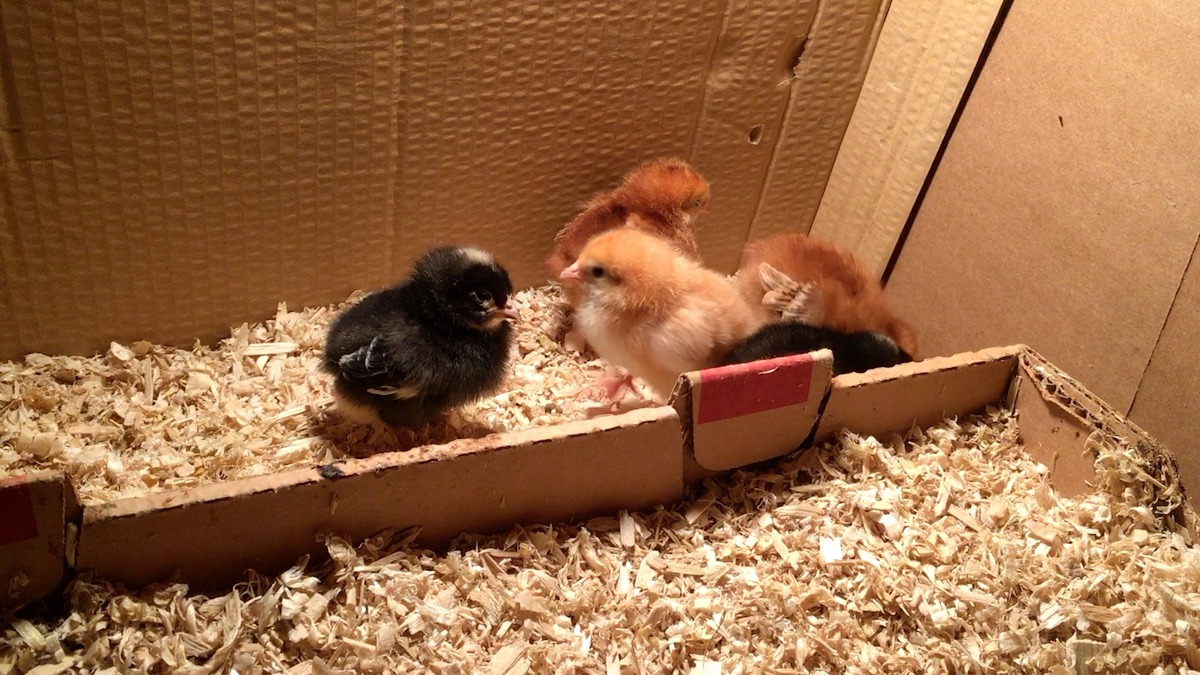 cardboard box chick brooder in our living room