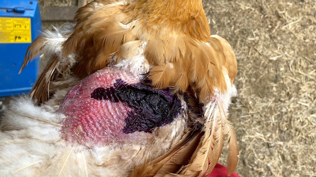 chicken with large wound treated with blue kote