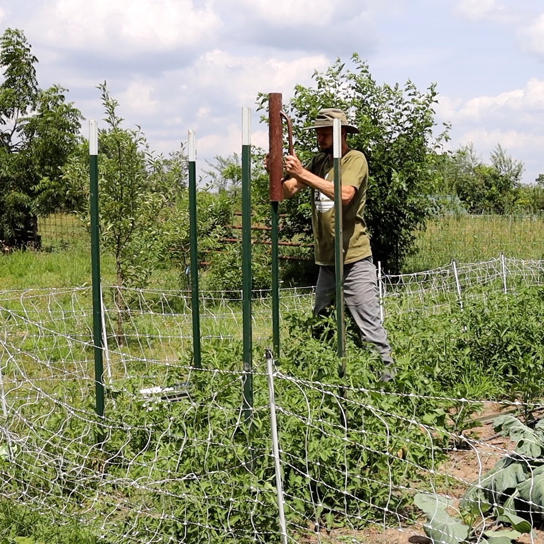 driving in t-post for tomato trellis