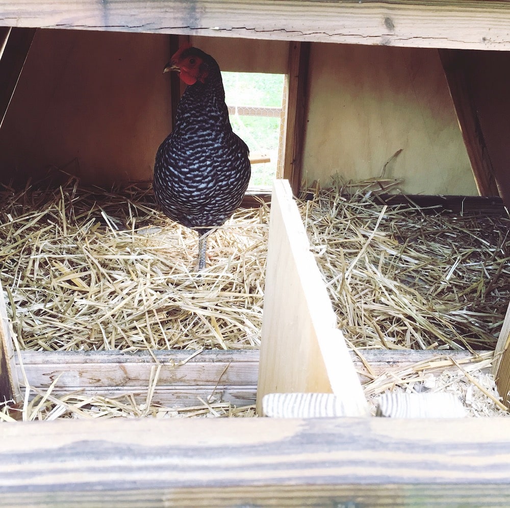 fresh bedding inside chicken coop enclosure