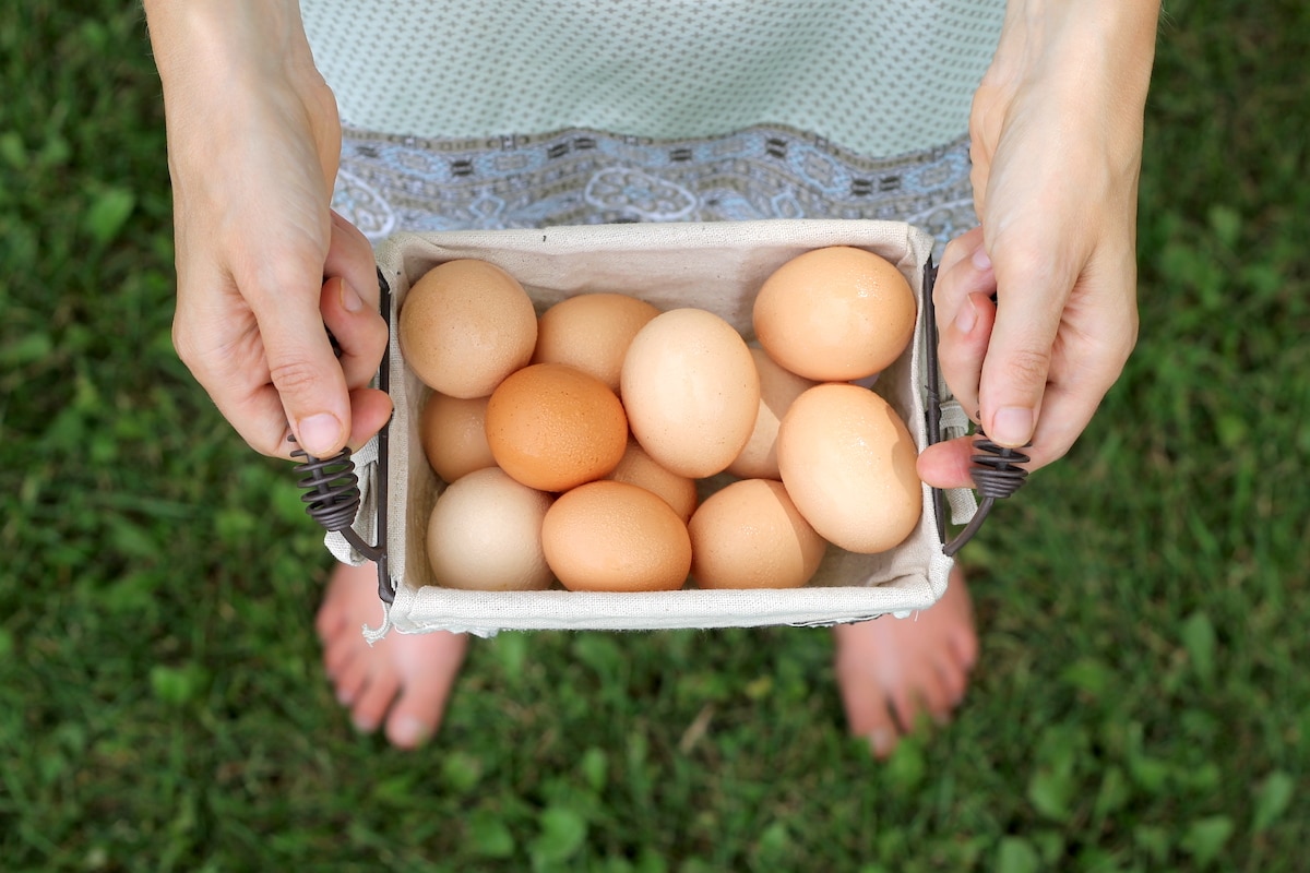fresh eggs from backyard chickens