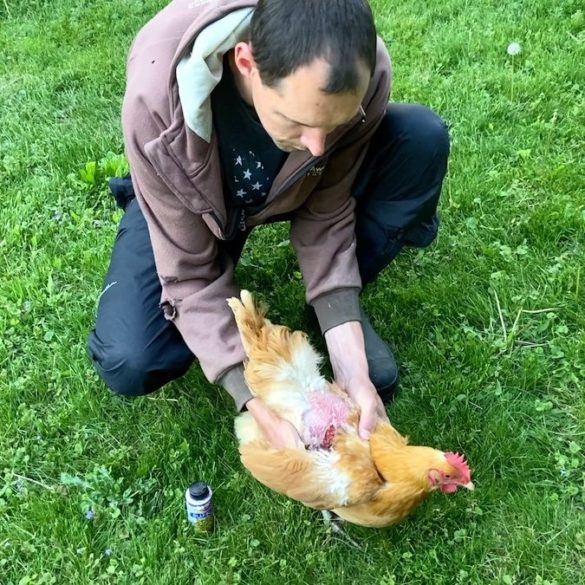 Blu Kote for Chickens Save Your Chicken's Life! From Scratch Farmstead