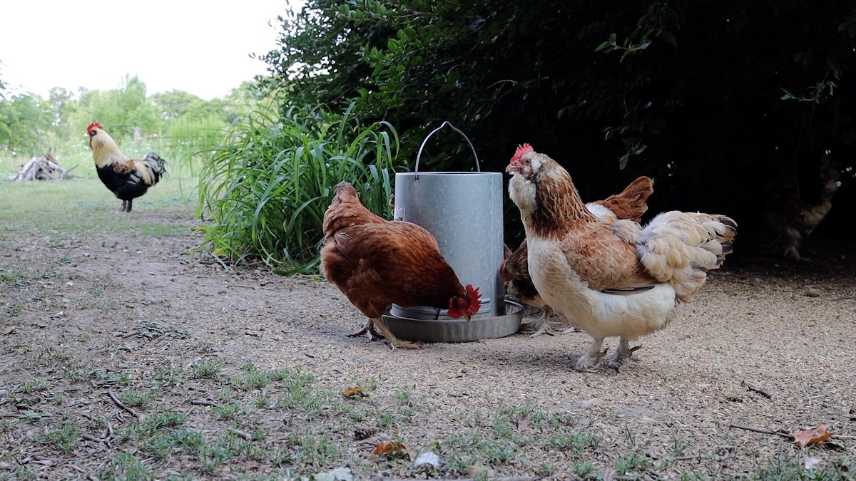 metal chicken feeder for backyard chickens
