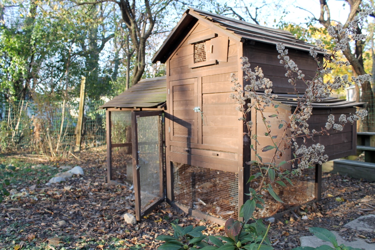 stationary coop - what should be inside a backyard chicken coop