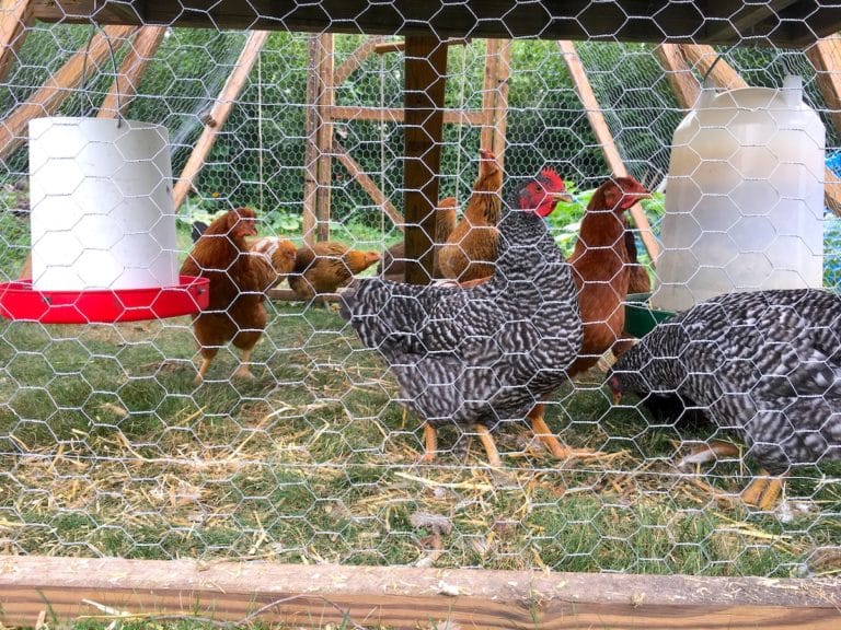 What Should Be Inside A Chicken Coop – Easy Guide!