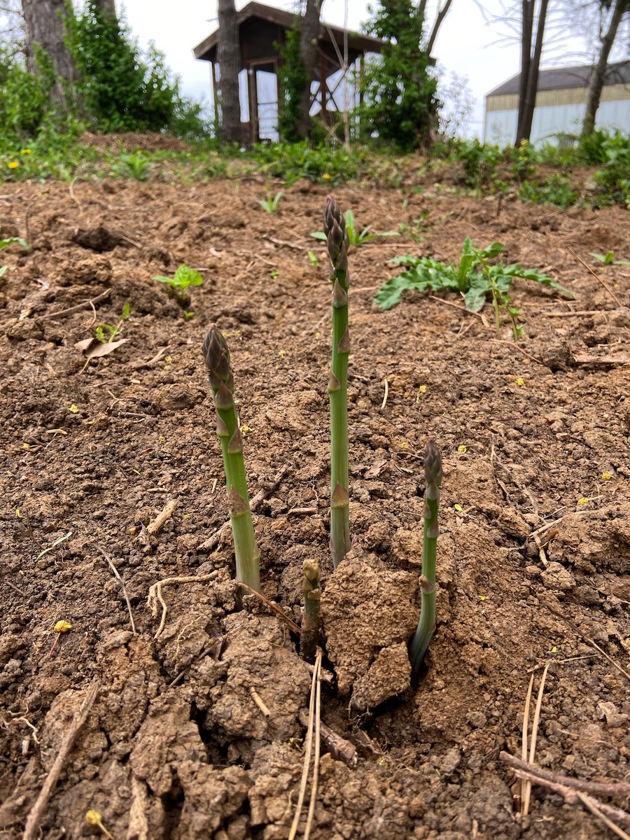 young asparagus popping up